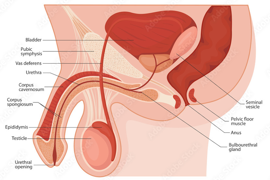 The male reproductive system