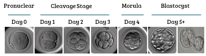 Stages of embryo